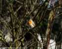Sky-_MG_2636