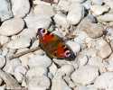 Sky-_MG_2646