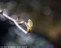 Sky-_MG_2667