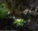 Sky-_MG_2729