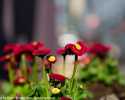 Sky-_MG_2781