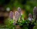 Sky-_MG_2791
