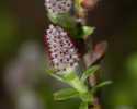Sky-_MG_2795