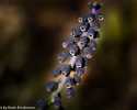 Sky-_MG_2814