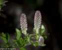 Sky-_MG_2816