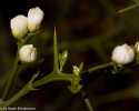 Sky-_MG_2844