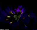 Sky-_MG_2856