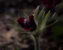 Sky-_MG_2862