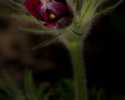 Sky-_MG_2871
