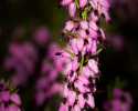 Sky-_MG_2903