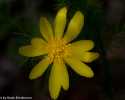Sky-_MG_2926