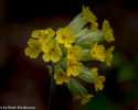 Sky-_MG_2931