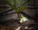 Sky-_MG_2936