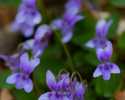 Sky-_MG_2945