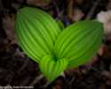 Sky-_MG_2948