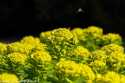 sky-img_8537